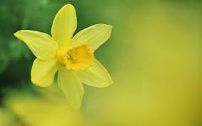 daffodill background